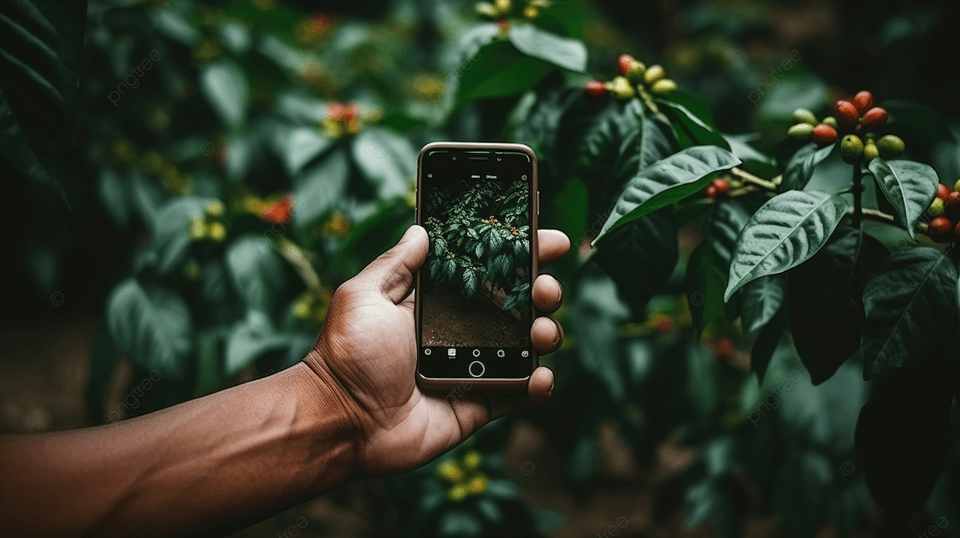 Coffee plantation harvest